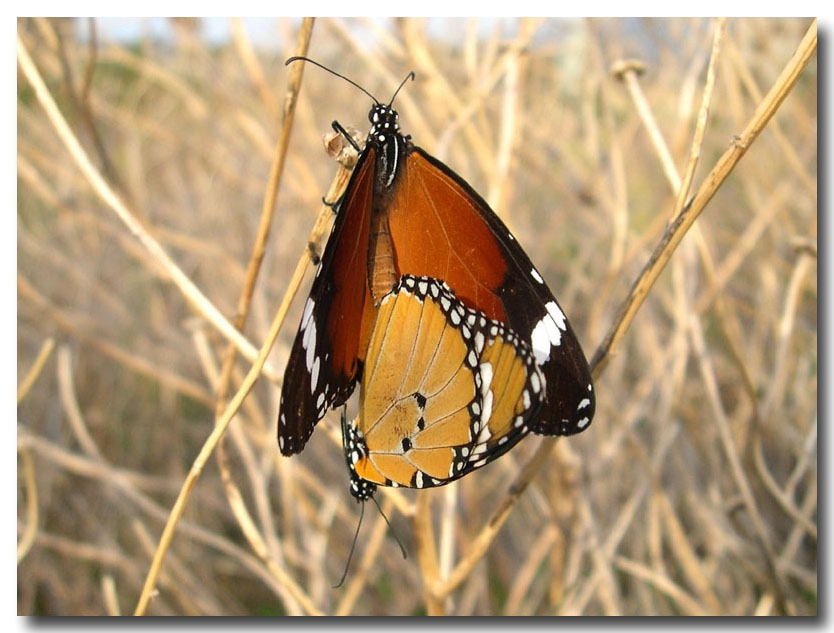 Danaus chrysippus